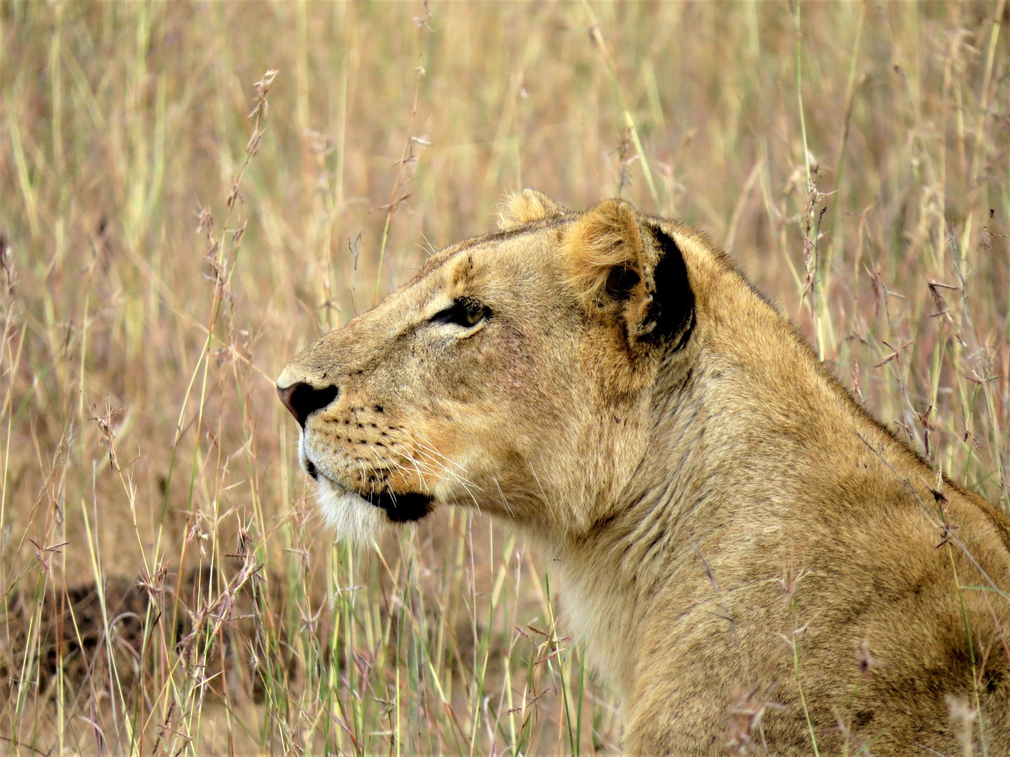 Spirit of Kenya field photograph 2