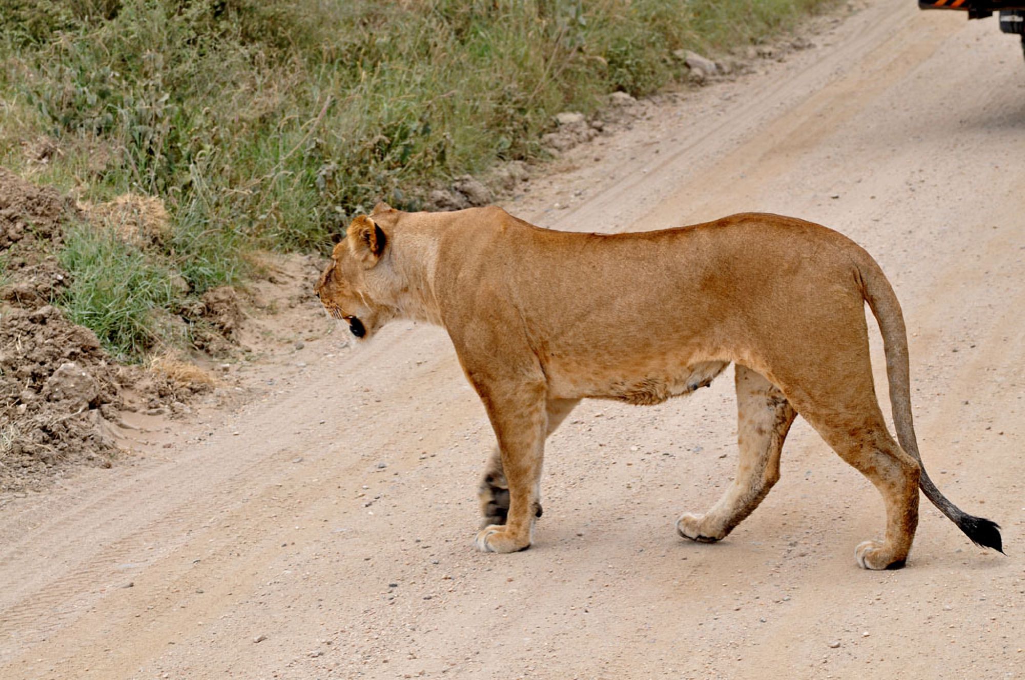 Lioness crossing a safari track, photographed by Spirit of Kenya
