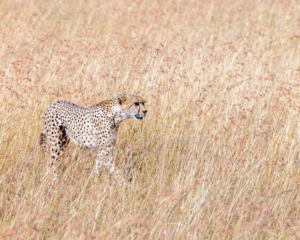 Taste of Kenya 2