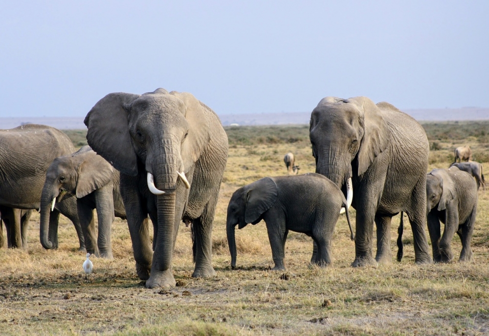 Wild Elephants 1