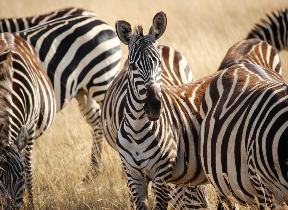 Journey of the Wildebeest 3