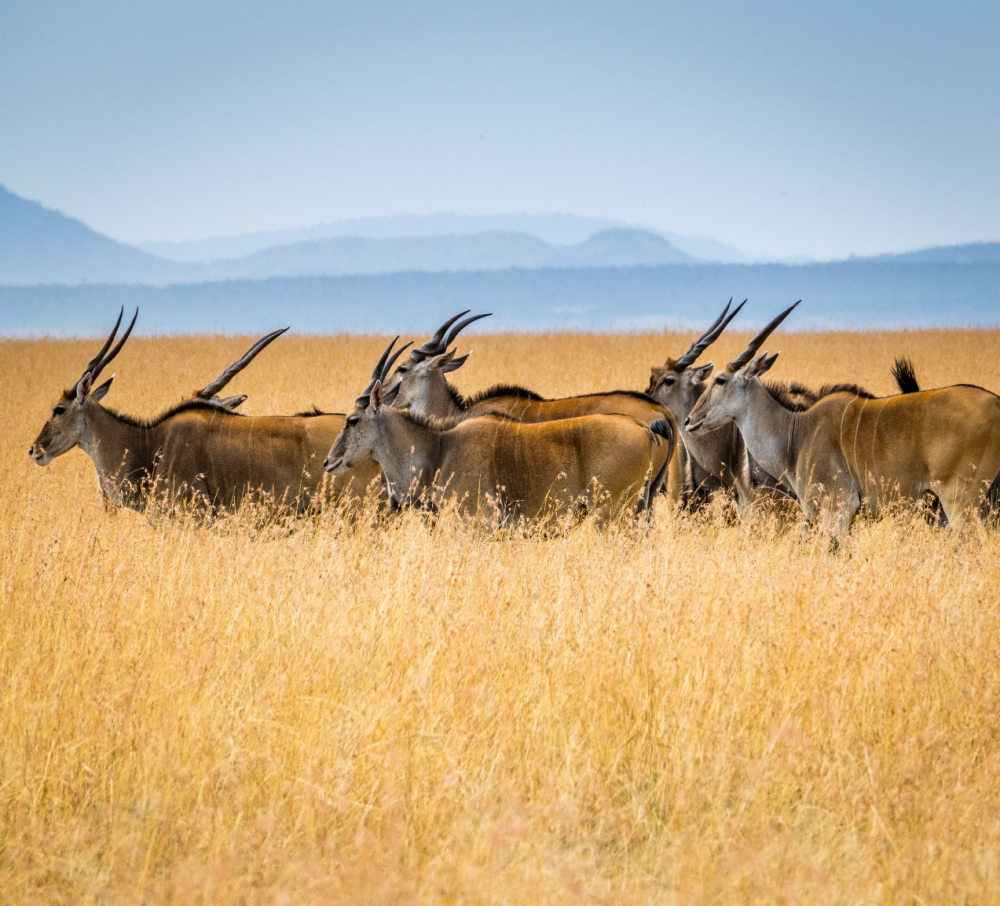 Journey of the Wildebeest 6
