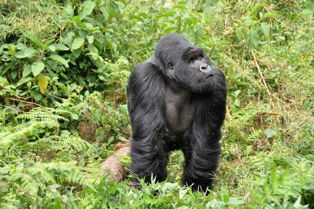 Rwanda Gorilla Safari 1