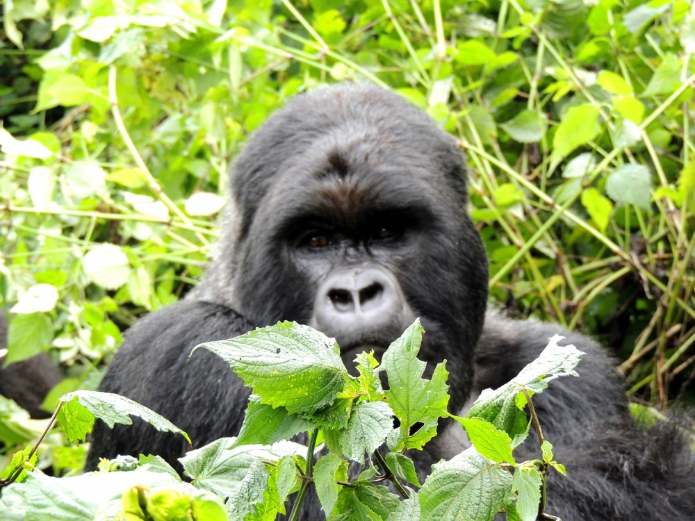 Primates of Uganda Safari 1