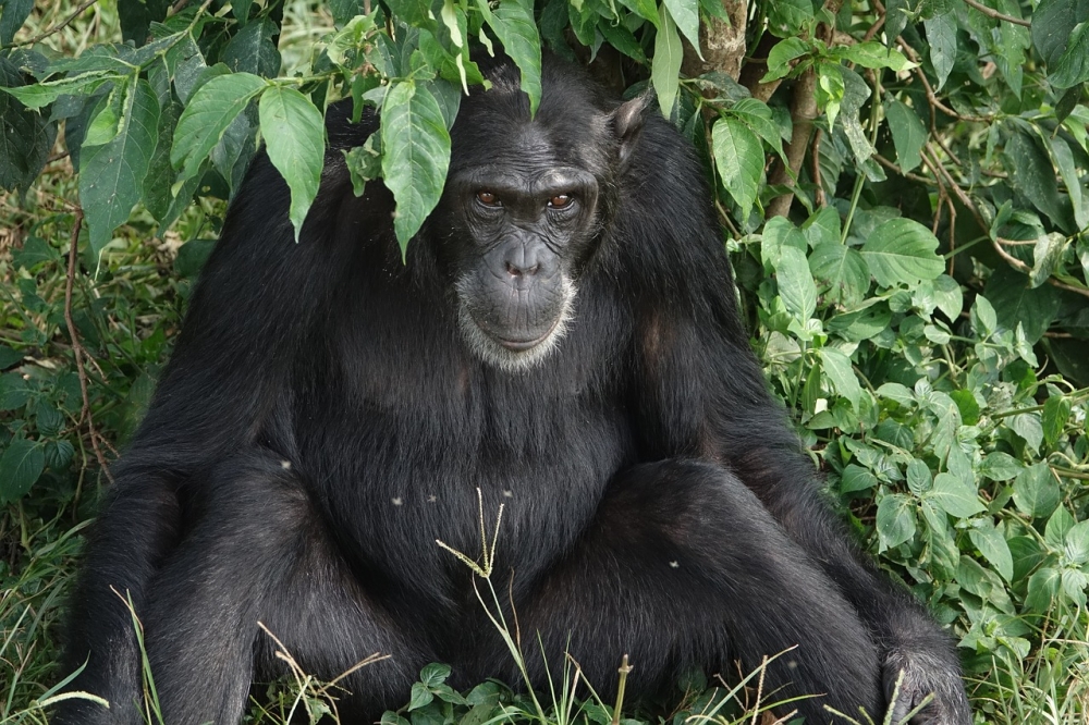 Primates of Uganda Safari 5