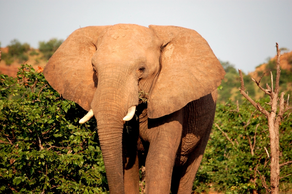 Best Of Botswana & Victoria Falls 2