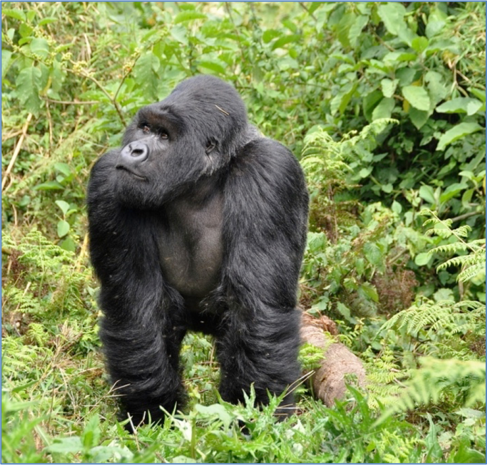 4 Days Uganda Safari – Via Rwanda 1