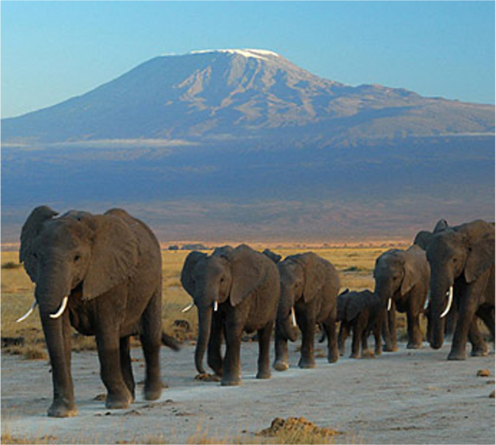 Big Kenya 6
